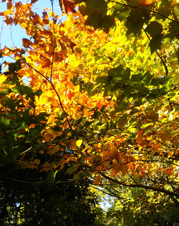 紅葉全開の越知山