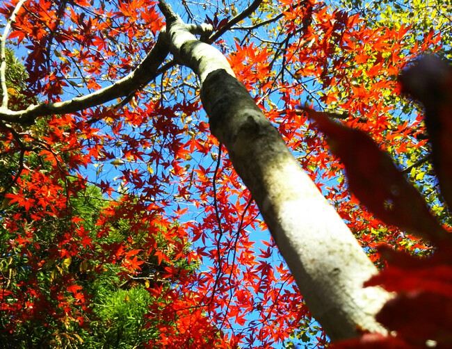 紅葉全開の越知山