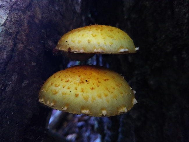 紅葉全開の越知山