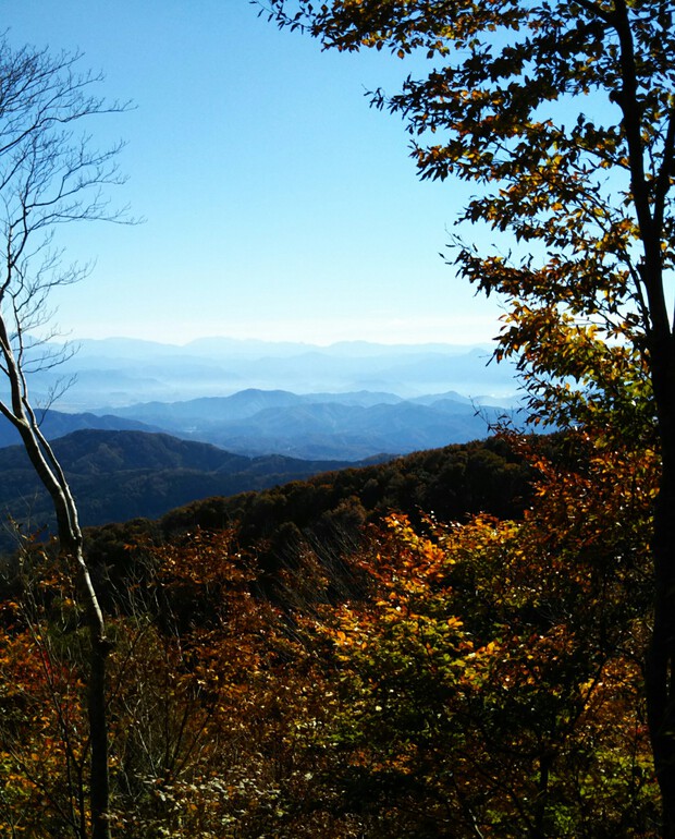 紅葉全開の越知山