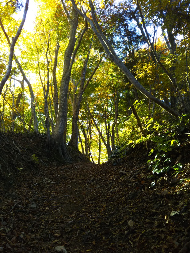 紅葉全開の越知山