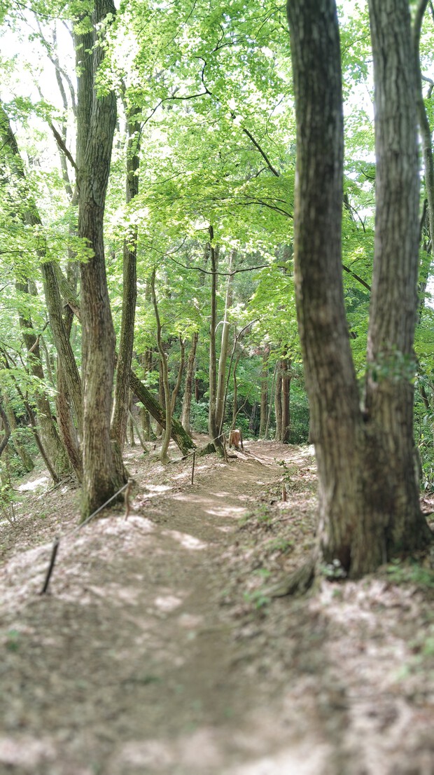 鯉のぼり泳ぐ 文殊山と丹波岳 鯉のぼり泳ぐ 文殊山と丹波岳