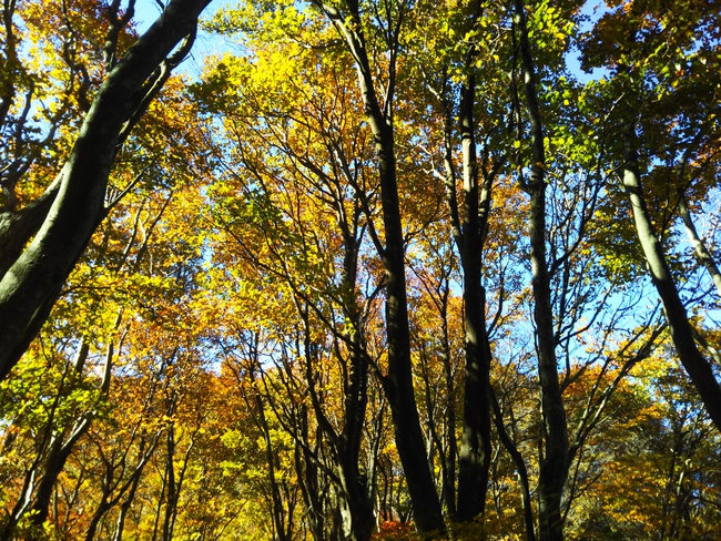 紅葉全開の越知山