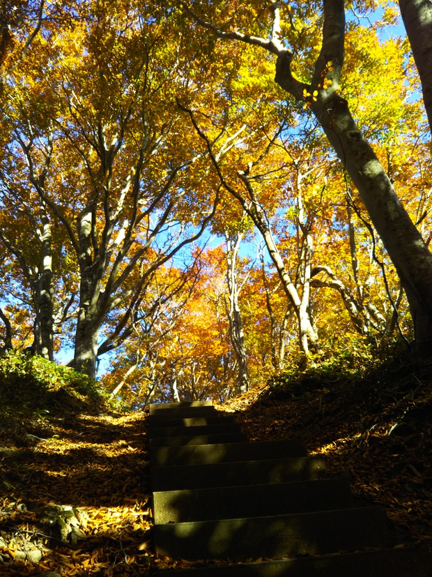 紅葉全開の越知山