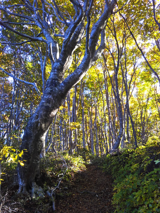 紅葉全開の越知山