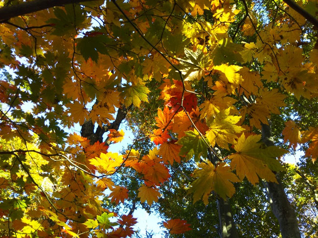 紅葉全開の越知山