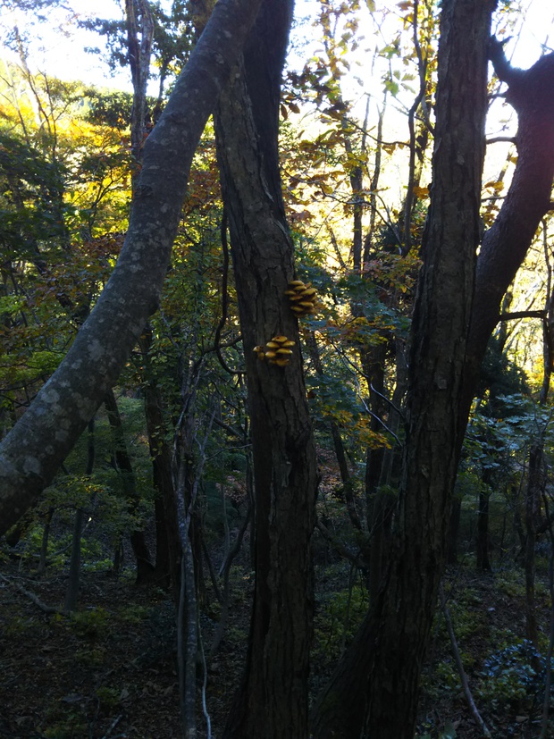 紅葉全開の越知山