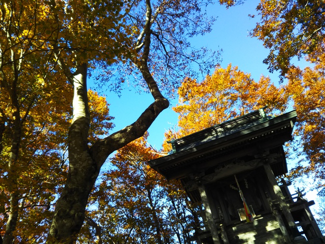 紅葉全開の越知山