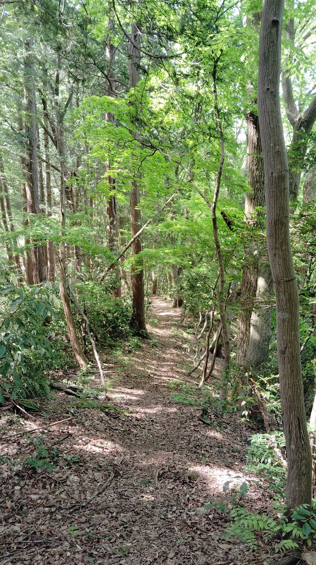 鯉のぼり泳ぐ 文殊山と丹波岳 鯉のぼり泳ぐ 文殊山と丹波岳