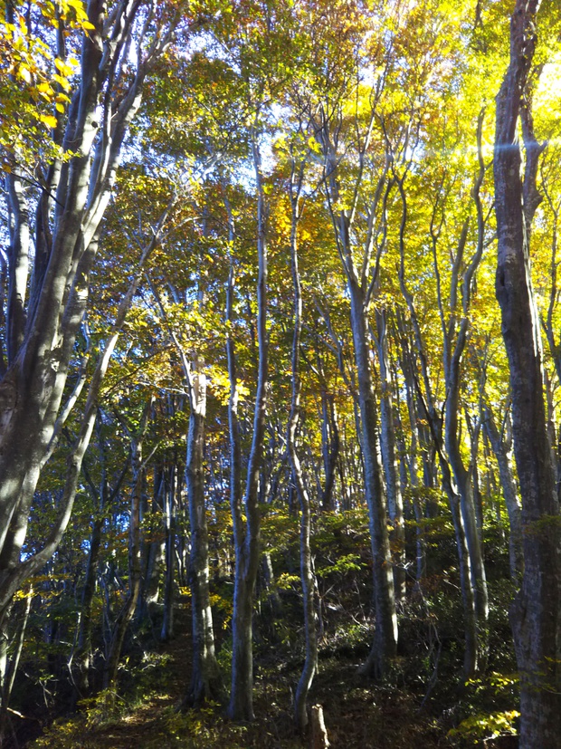 紅葉全開の越知山