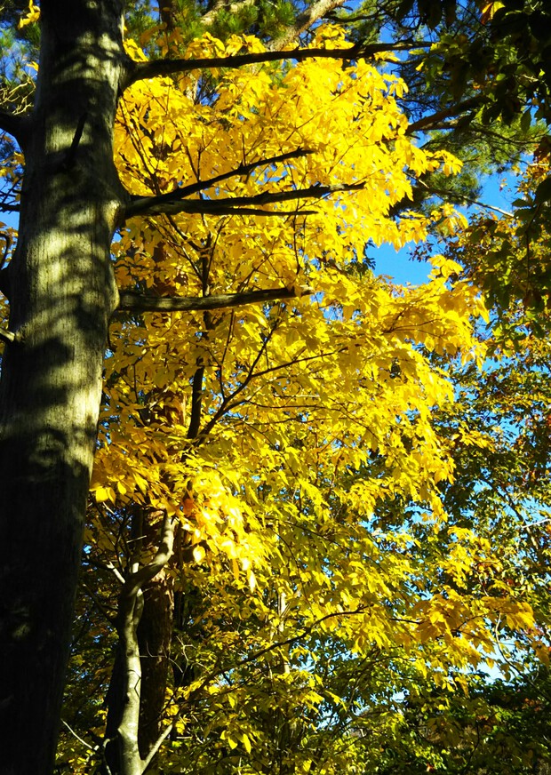 紅葉全開の越知山