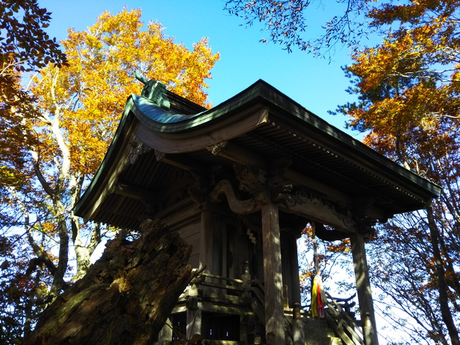 紅葉全開の越知山