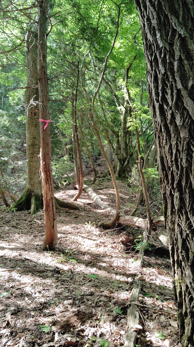 鯉のぼり泳ぐ 文殊山と丹波岳 鯉のぼり泳ぐ 文殊山と丹波岳