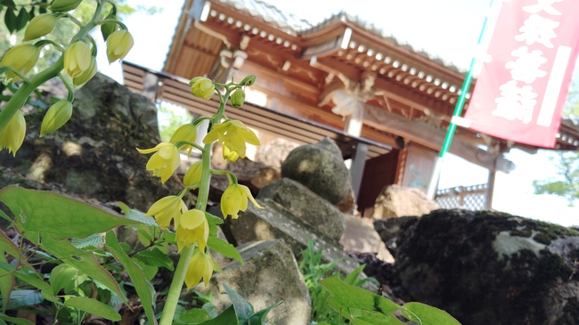鯉のぼり泳ぐ 文殊山と丹波岳 鯉のぼり泳ぐ 文殊山と丹波岳