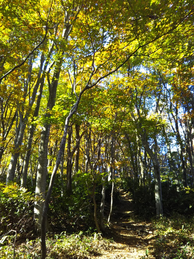 紅葉全開の越知山