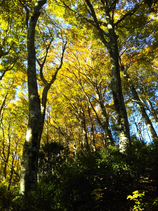 紅葉全開の越知山