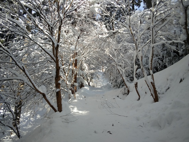 ❄️❄️❄️森の雪景色⛄️⛄️⛄️