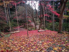 森の紅葉２