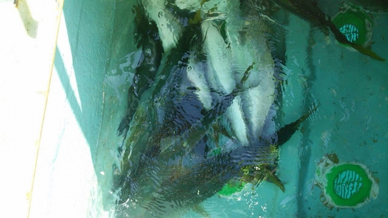 海が俺を呼んでるぜ 海が俺を呼んでるぜ