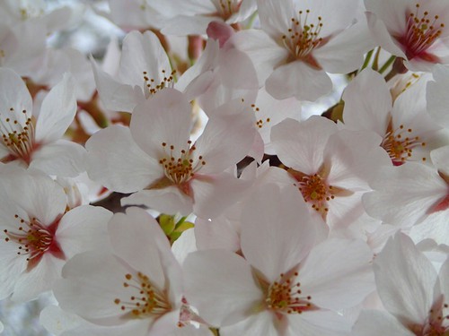 OHANAMI♪ OHANAMI♪
