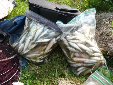 ハエ釣り結果