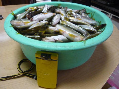 ハエ釣り結果