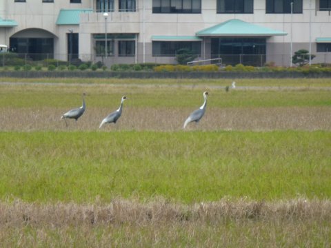 世界一の鶴飛来地