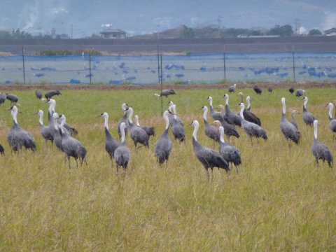 世界一の鶴飛来地