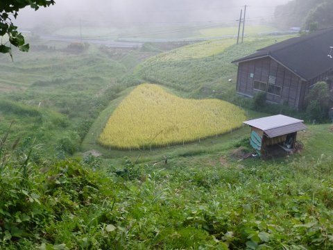 心和む 田んぼからのメーセージ