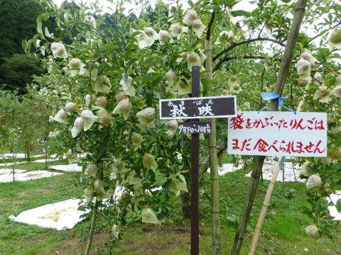 娘から遊んでくれと♪頼まれ(=^・・^=)