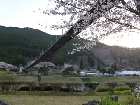 満開の桜見を口実に飲み♪