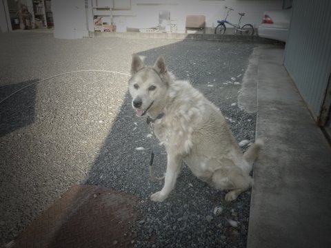 蚕(カイコ)犬ゴンandグランメッセ熊本