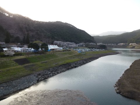 満開の桜見を口実に飲み♪