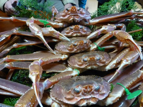 丹後半島 間人カニ食べちゃう象ぉ~ツアー