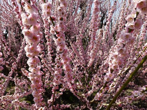 臥龍梅(福岡県天然記念物)がりゅうばい