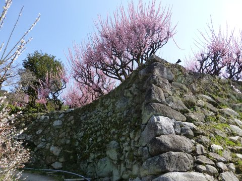 臥龍梅(福岡県天然記念物)がりゅうばい