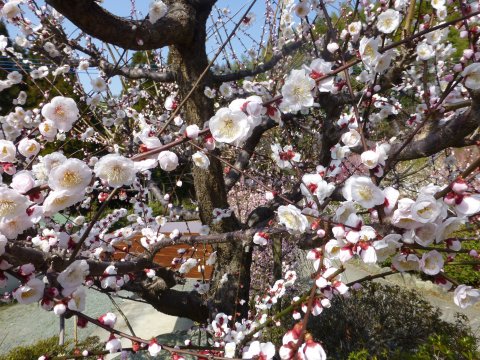 臥龍梅(福岡県天然記念物)がりゅうばい