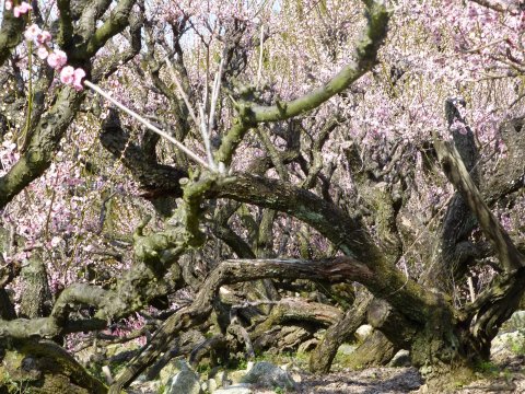 臥龍梅(福岡県天然記念物)がりゅうばい