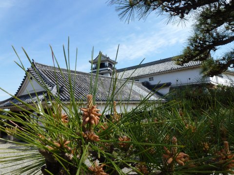 四国の旅(11亀)(11日目)