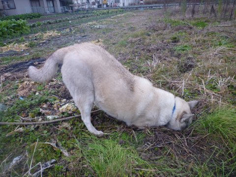 埋蔵金探索犬訓練もよう
