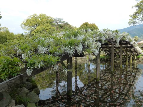 四国の旅(14亀)(14日目)