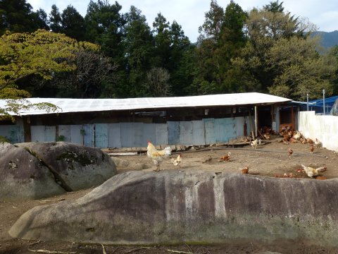 四国の旅(14亀)(14日目)