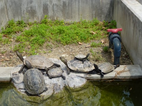 四国の旅(15亀)(15日目) 18歳未満観覧なるべく禁止