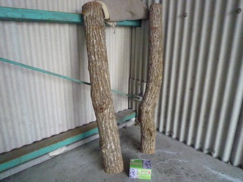 自家栽培に挑戦中(椎茸)