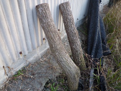 自家栽培に挑戦中(椎茸)