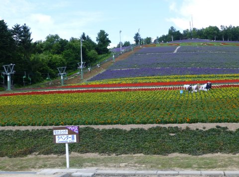 富良野の花 全馬力(=^・・^=)