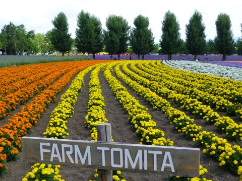 富良野の花 全馬力(=^・・^=)