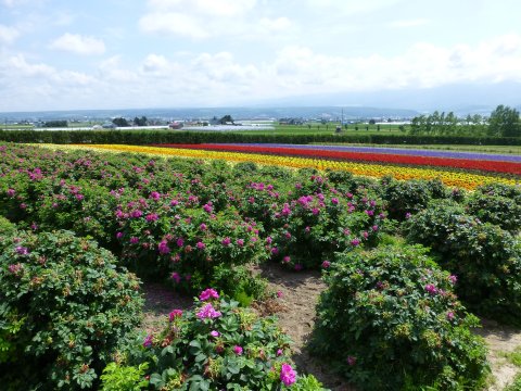 富良野の花 全馬力(=^・・^=)