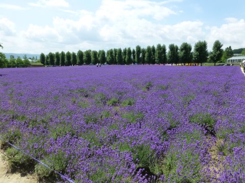 富良野の花 全馬力(=^・・^=)