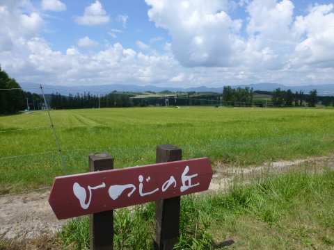 富良野の花 全馬力(=^・・^=)